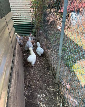 Galline ornamentale