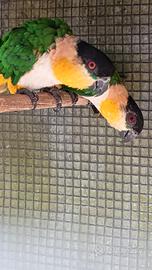 Caicco testa nera maschio