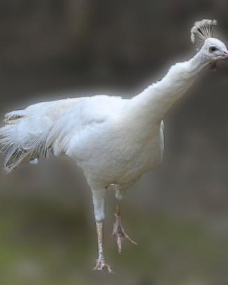 Pavone bianco