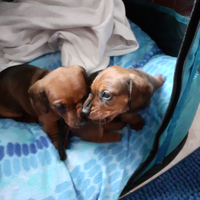 2 cuccioli di razza originale bassotti