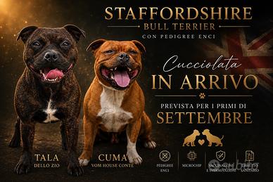 Staffordshire bull terrier