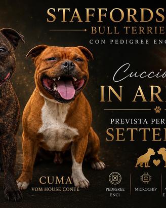 Staffordshire bull terrier