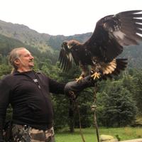 Aquila reale - maschio addestrato