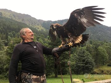 Aquila reale - maschio addestrato