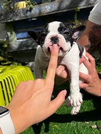 Cuccioli di bulldog francese