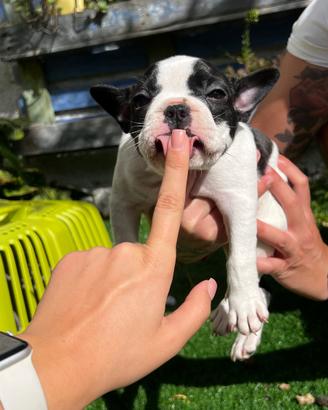 Cuccioli di bulldog francese