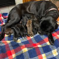 Cuccioli di cane corso