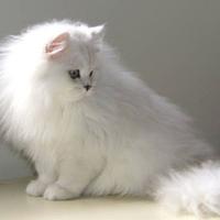 Gatto Scottish straight longhair