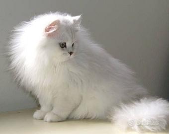 Gatto Scottish straight longhair