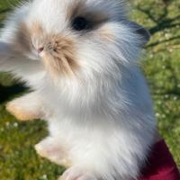 Conigli nani arieti pelo d'angora