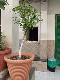 pianta Kumquat
