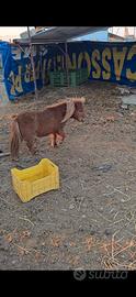 Pony di varie misure