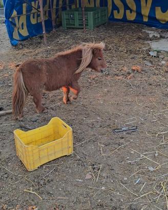 Pony di varie misure