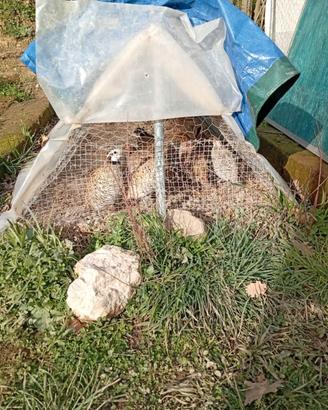 Colini della virginia 2025