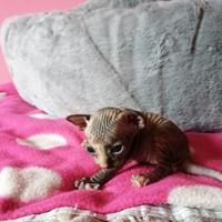 Cuccioli di Canadian Sphynx