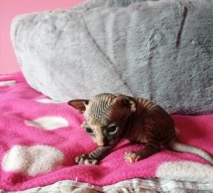 Cuccioli di Canadian Sphynx