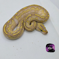 Serpente pitone reale clown