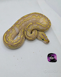 Serpente pitone reale clown