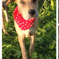 Salvati da abbandono