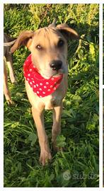 Salvati da abbandono