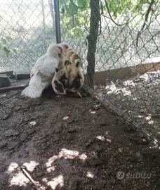 Anatre mute nostrane