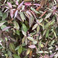 Gelsomino asiatico - Trachelospermum  - Rhincosper