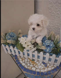 Maltese mini maschietto