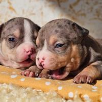 Cuccioli di american bully pocket