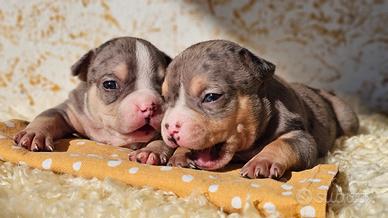 Cuccioli di american bully pocket