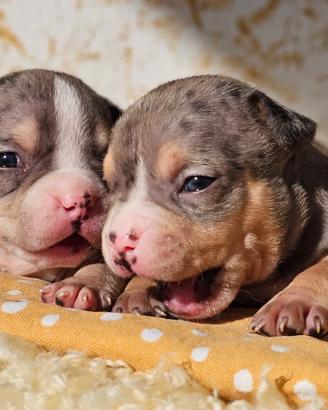 Cuccioli di american bully pocket