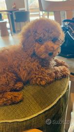 Dolcissimo barboncino nano