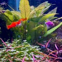 Pianta acquatica Hygrophila corymbosa