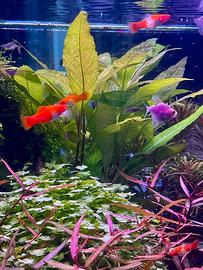 Pianta acquatica Hygrophila corymbosa