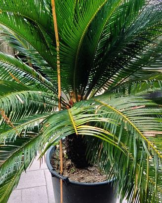 cycas palma 2 piante