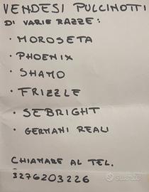 Pulcinotti di varie razze