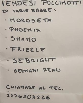 Pulcinotti di varie razze
