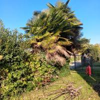 palme da giardino 