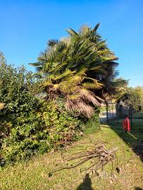 palme da giardino 