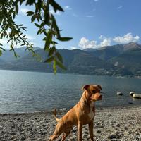 Pitbull di 1 anno
