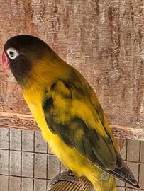 Agapornis personata