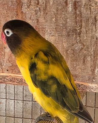 Agapornis personata