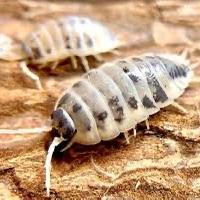 Porcellio laevis dairy cow