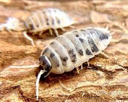 Porcellio laevis dairy cow