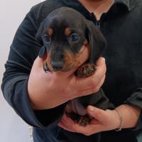 Cuccioli bassotto