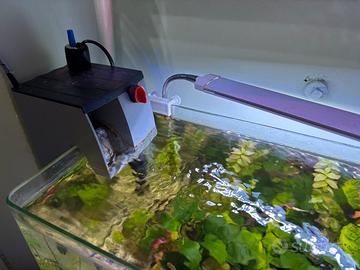 Acquario