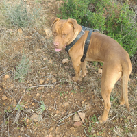 Pitbull purissimo Red nose