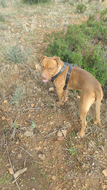 Pitbull purissimo Red nose