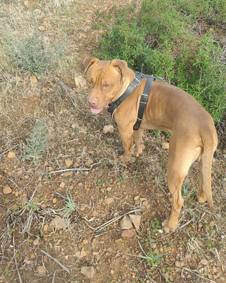 Pitbull purissimo Red nose