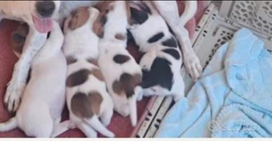 Jack Russell