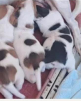 Jack Russell